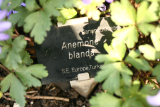 Anemone blanda RCP3-2014 19.JPG